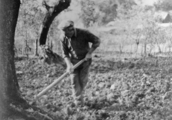 storia oleificio guardea