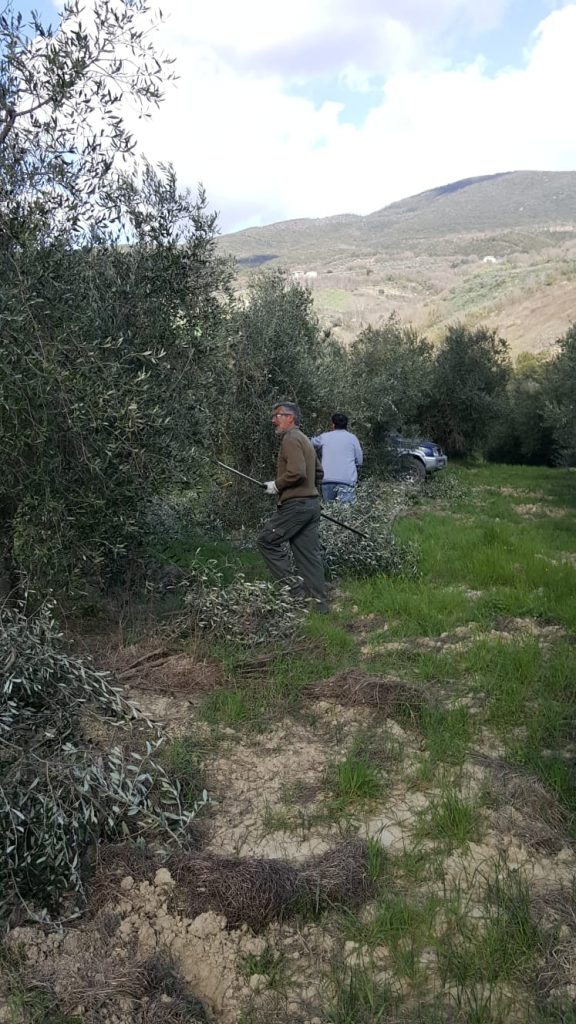 La squadra al lavoro per la potatura degli olivi