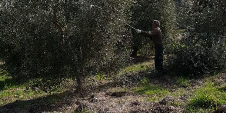 La squadra al lavoro per la potatura degli olivi La squadra al lavoro per la potatura degli olivi