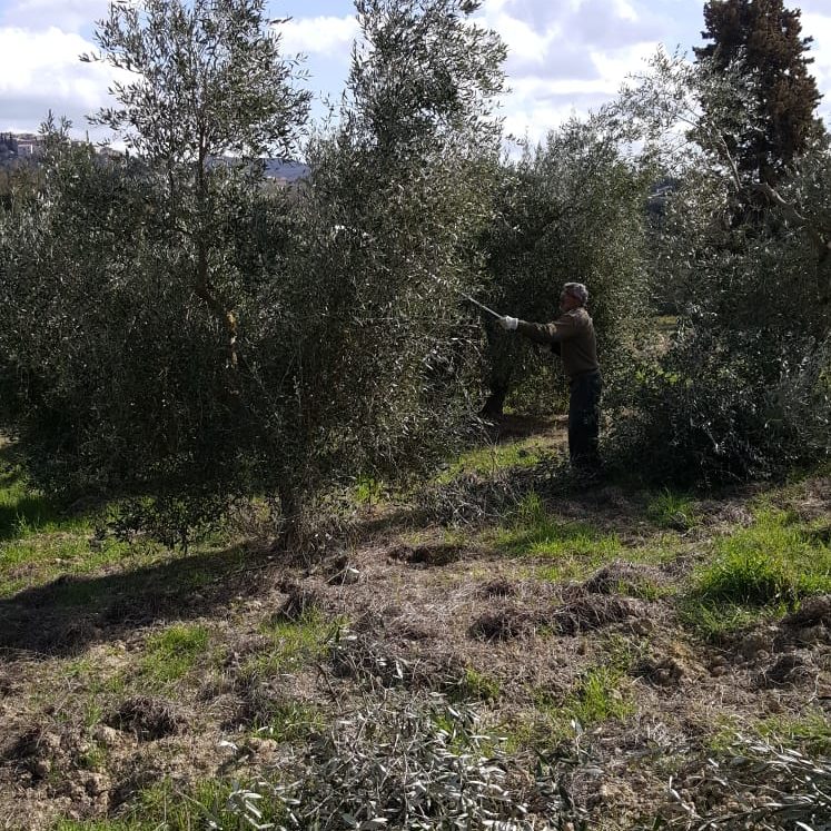 La squadra al lavoro per la potatura degli olivi