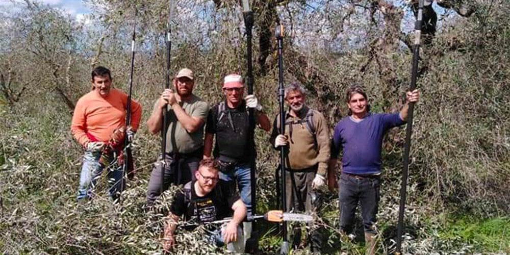 Il recupero degli oliveti in abbandono - Cooperativa Oleificio Coltivatori  Diretti Guardea