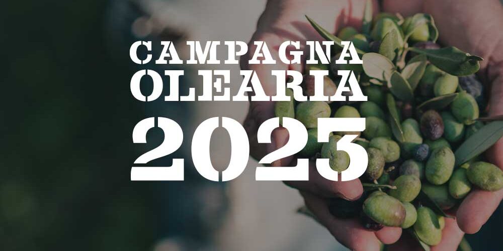 Campagna olearia 2023