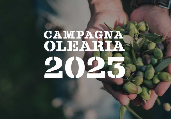 Campagna olearia 2023