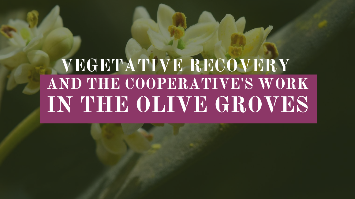 Vegetative recovery and the cooperative’s work in the olive groves